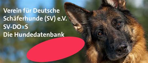 sv doxs|dox schäferhunde.